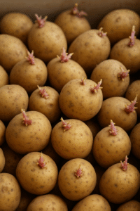 AGROCALADO - Transportes Henrique Calado, Lda - Batatas Semente